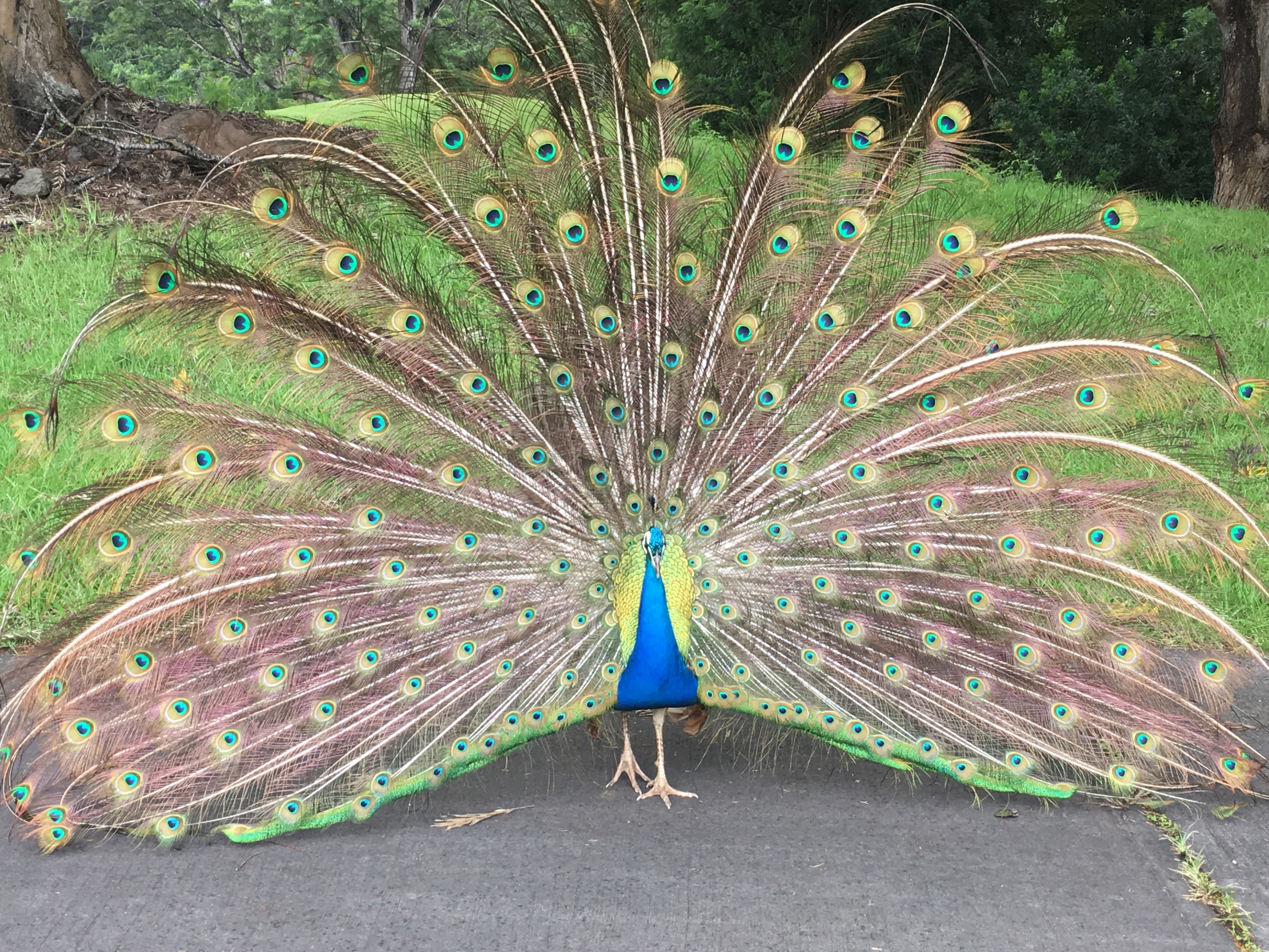 peacock